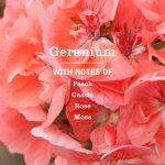 Geranium Liquid Hand Soap - Image 4
