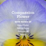 Compassion Flower Plug In Scented Oil Refill, 2-Pack - Image 5